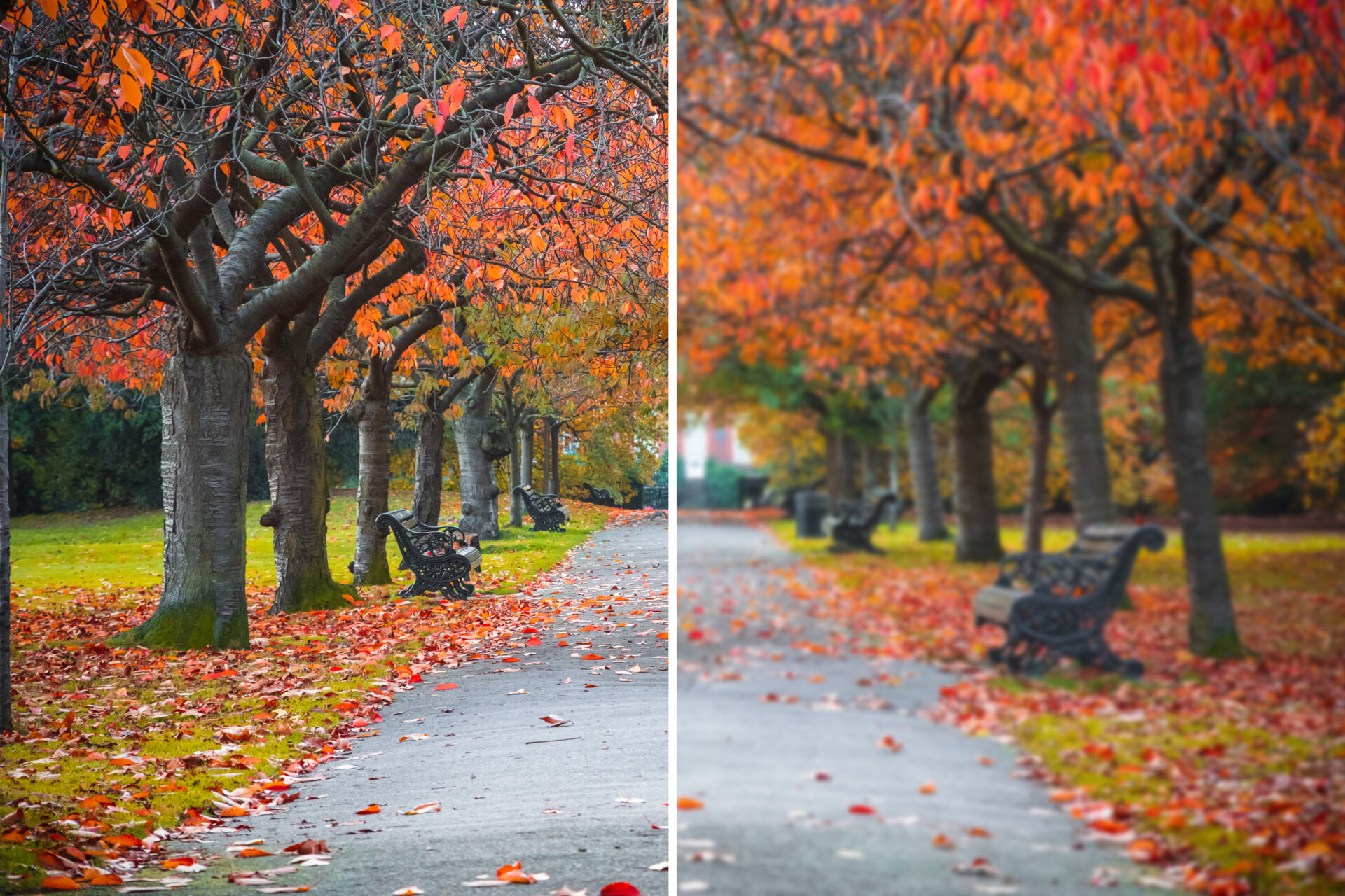 example image of astigmatism. Park walkway in the fall with benchs along walkway